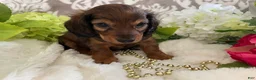 Miniature Dachshund dogs for sale: Moose - Ad 4