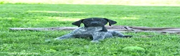German Shorthaired Pointer dogs for sale: Rocky - Ad 5