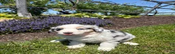 Australian Shepherd dogs for sale: Matilda - Ad 3