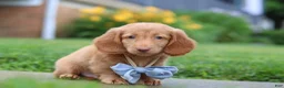 Dachshund dogs for sale: Chance - Ad 3