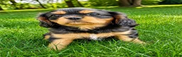Cavalier King Charles Spaniel dogs for sale: Cavalier King Charles Spaniel (Millie) - Ad 1
