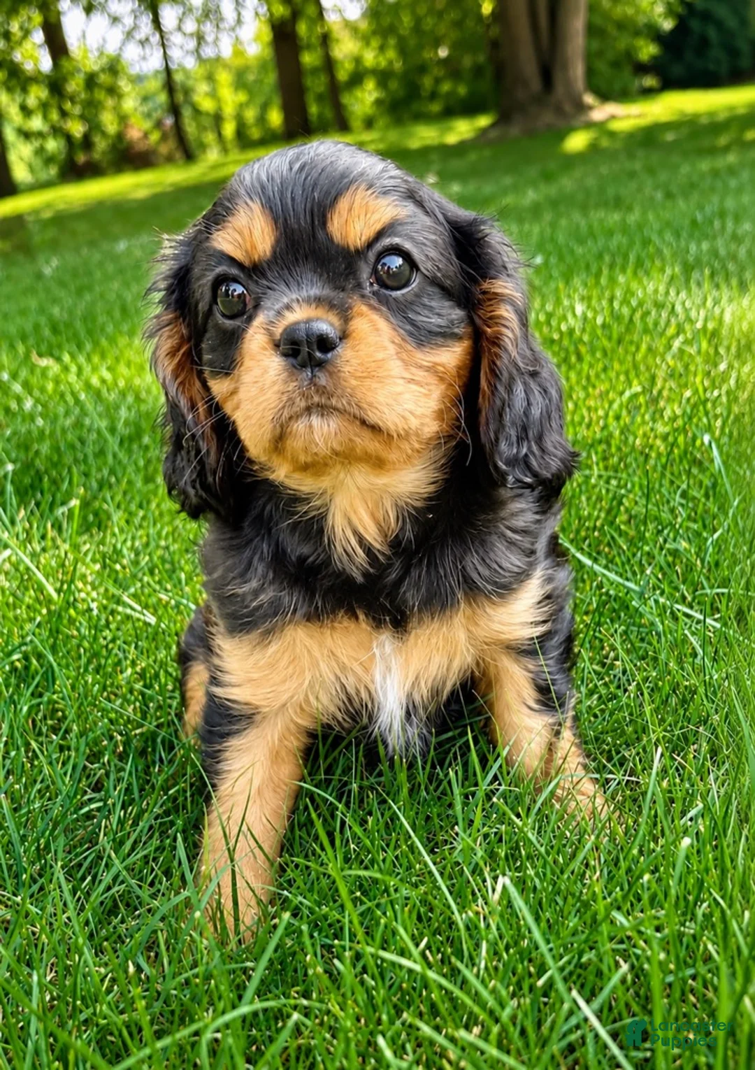Cavalier King Charles Spaniel dogs for sale: Cavalier King Charles Spaniel (Millie) - Ad 1
