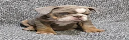 English Bulldog dogs for sale: Speedie - Ad 1