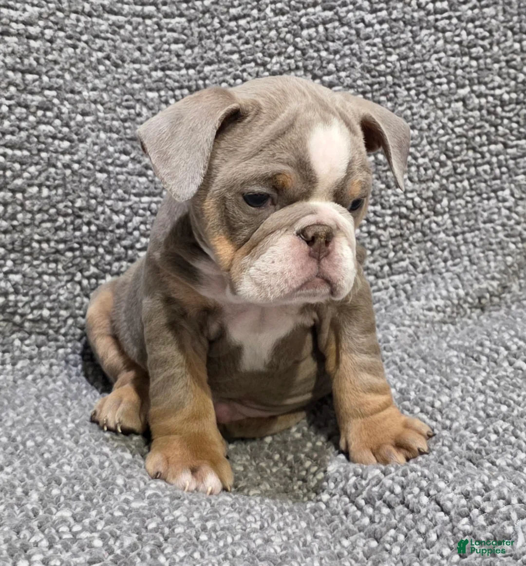 English Bulldog dogs for sale: Speedie - Ad 1