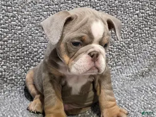 English Bulldog dogs Speedie - Ad 3