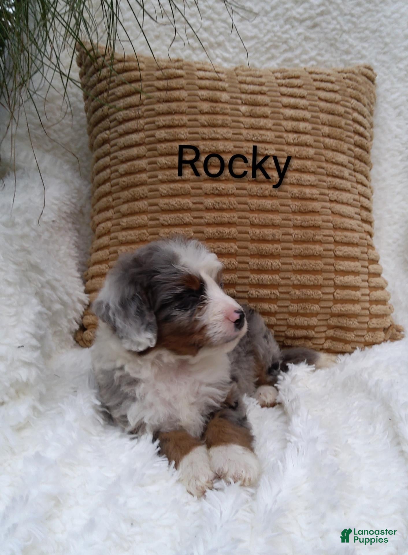 Mini Bernedoodle dogs for sale: Rocky  - Ad 4
