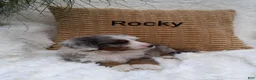 Mini Bernedoodle dogs for sale: Rocky  - Ad 11
