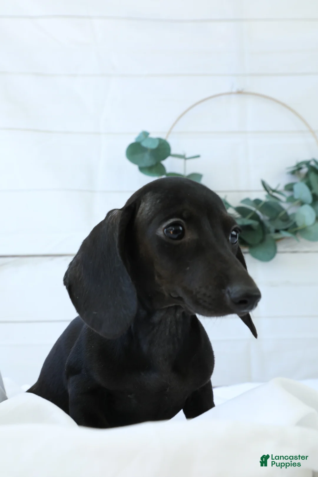 Miniature Dachshund dogs for sale: Dory - Ad 1