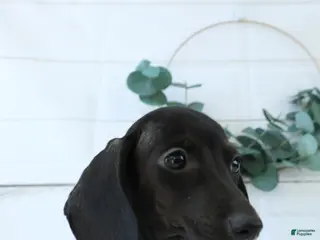 Miniature Dachshund dogs for sale: Dory - Ad 1