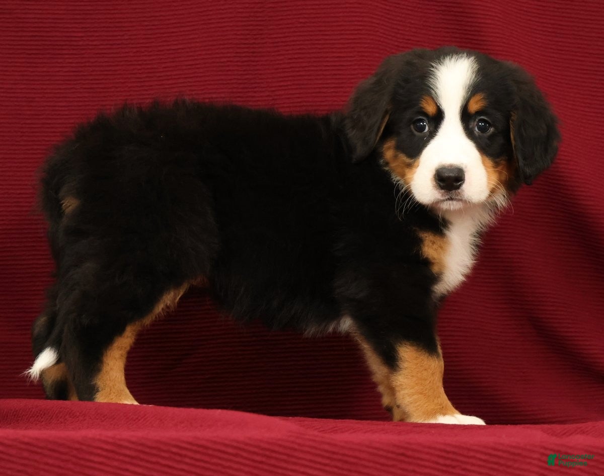 Bernese Mountain Dog dogs Joy - Ad 1