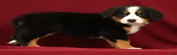 Bernese Mountain Dog dogs for sale: Joy - Ad 1