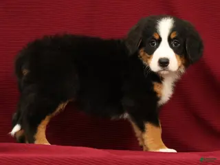 Bernese Mountain Dog dogs Joy - Ad 1