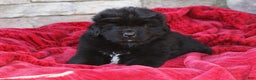 Newfoundland dogs for sale: Isaiah - Ad 2