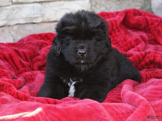 Newfoundland dogs Isaiah - Ad 11