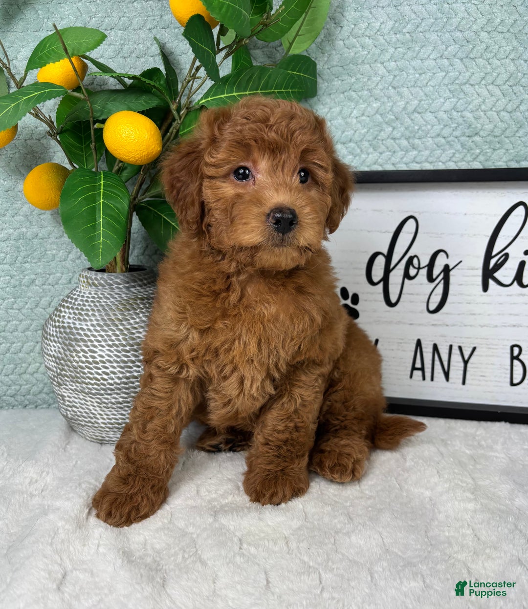 Mini Goldendoodle dogs for sale: Greyson - Ad 3