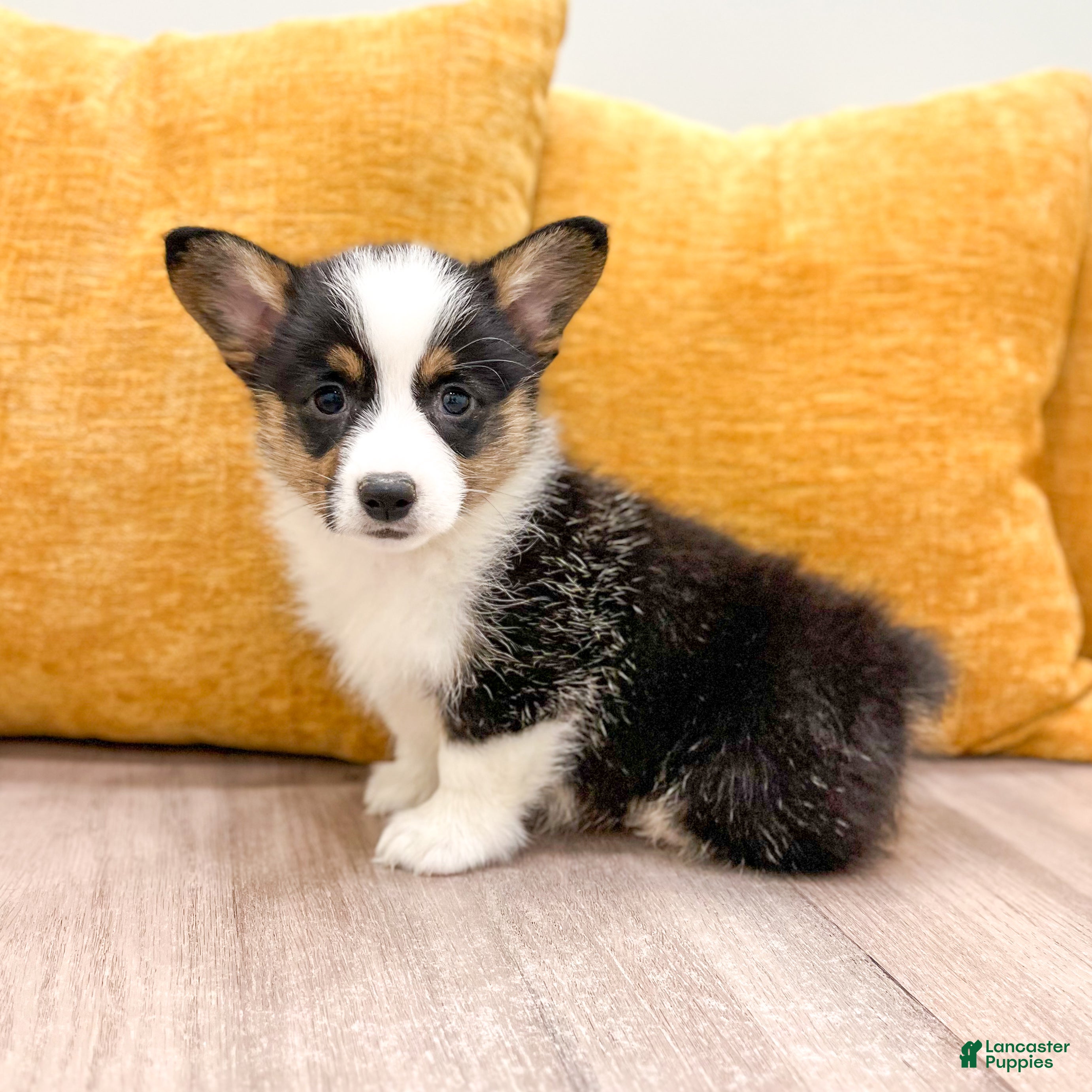 Welsh Corgi Pembroke dogs Susie - Ad 2