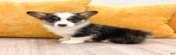 Welsh Corgi Pembroke dogs for sale: Susie - Ad 2