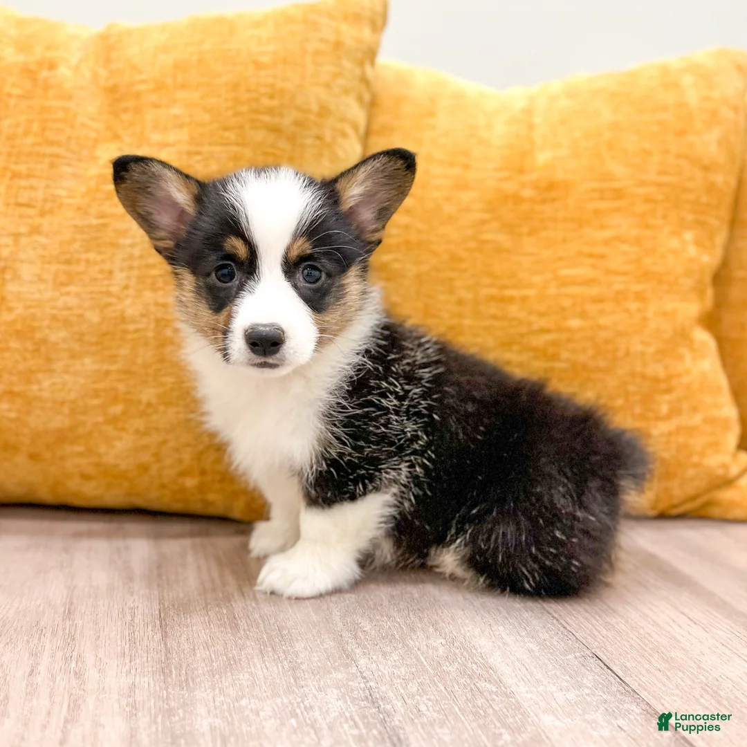 Welsh Corgi Pembroke dogs for sale: Susie - Ad 2
