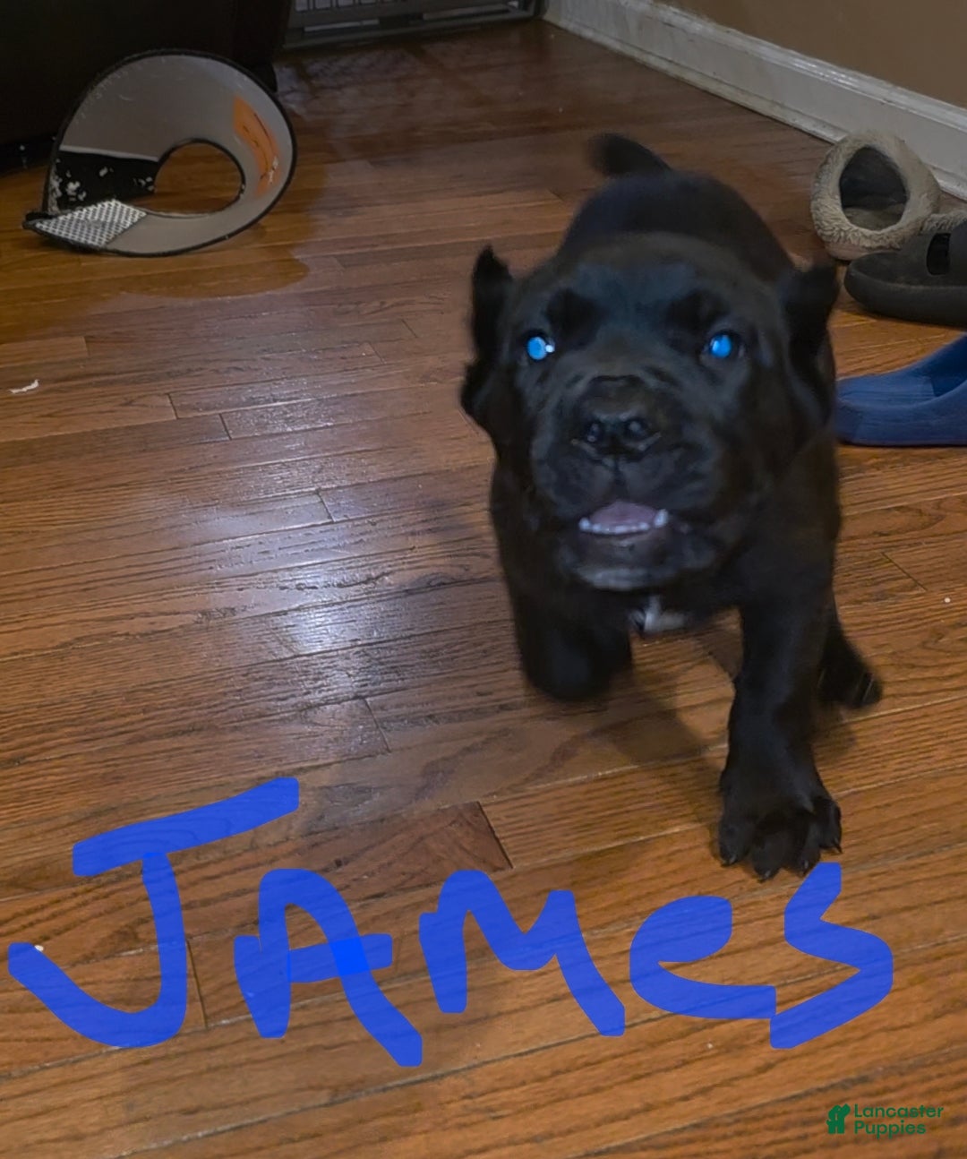 Cane Corso dogs for sale: James (purple collar) - Ad 1