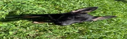 German Shepherd dogs for sale: Chevelle - Ad 3
