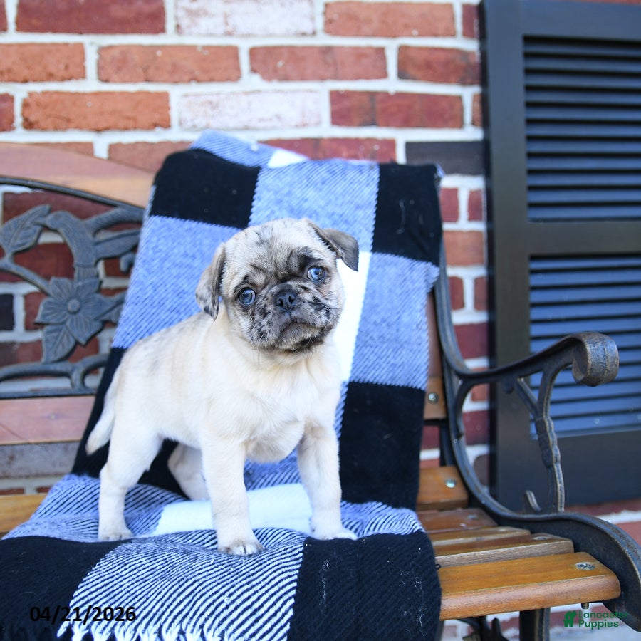 Pug dogs Tweety - Ad 2