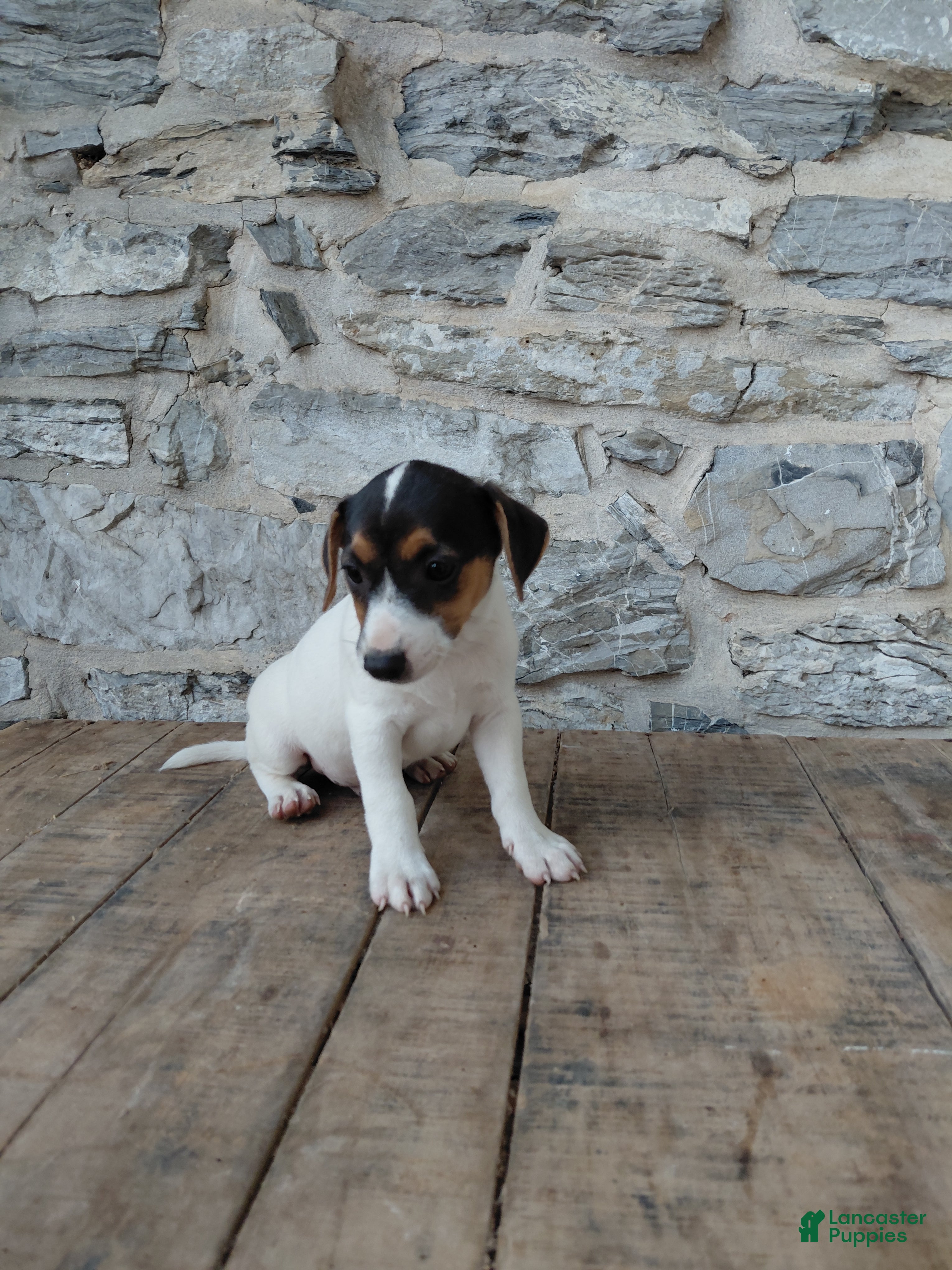 Jack Russell Terrier dogs Blaze - Ad 1