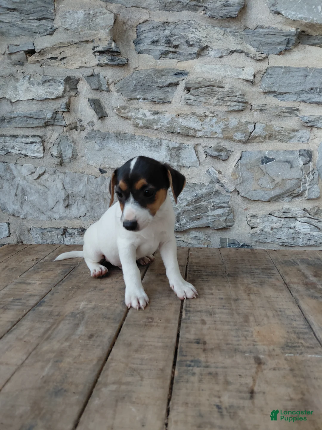 Jack Russell Terrier dogs for sale: Blaze - Ad 1