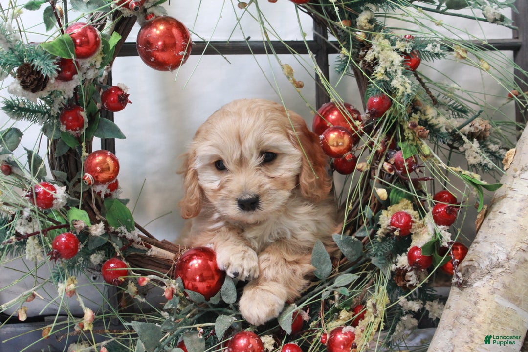 Cavachon dogs for sale: Snowball - Ad 11