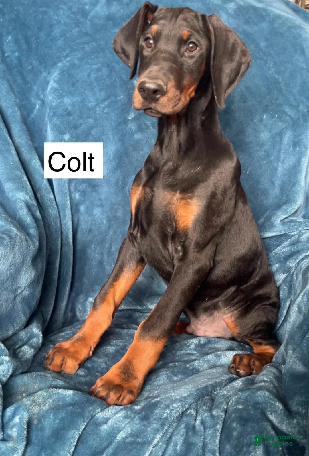 Doberman Pinscher dogs for sale: Colt - Ad 4