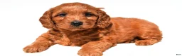 Mini Goldendoodle dogs for sale: Flossy  - Ad 2