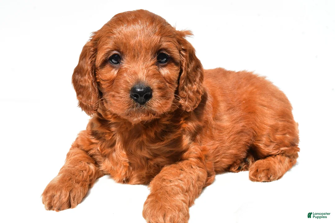 Mini Goldendoodle dogs for sale: Flossy  - Ad 2