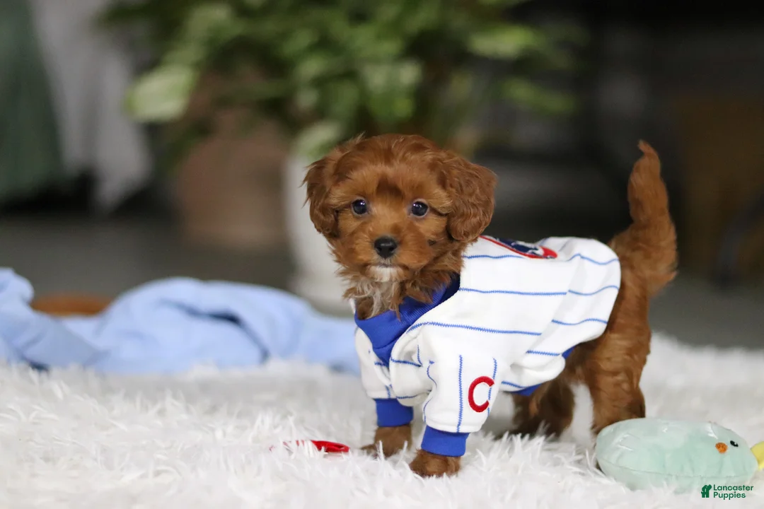 Cavapoo dogs for sale: Tiny Teddy - Ad 2