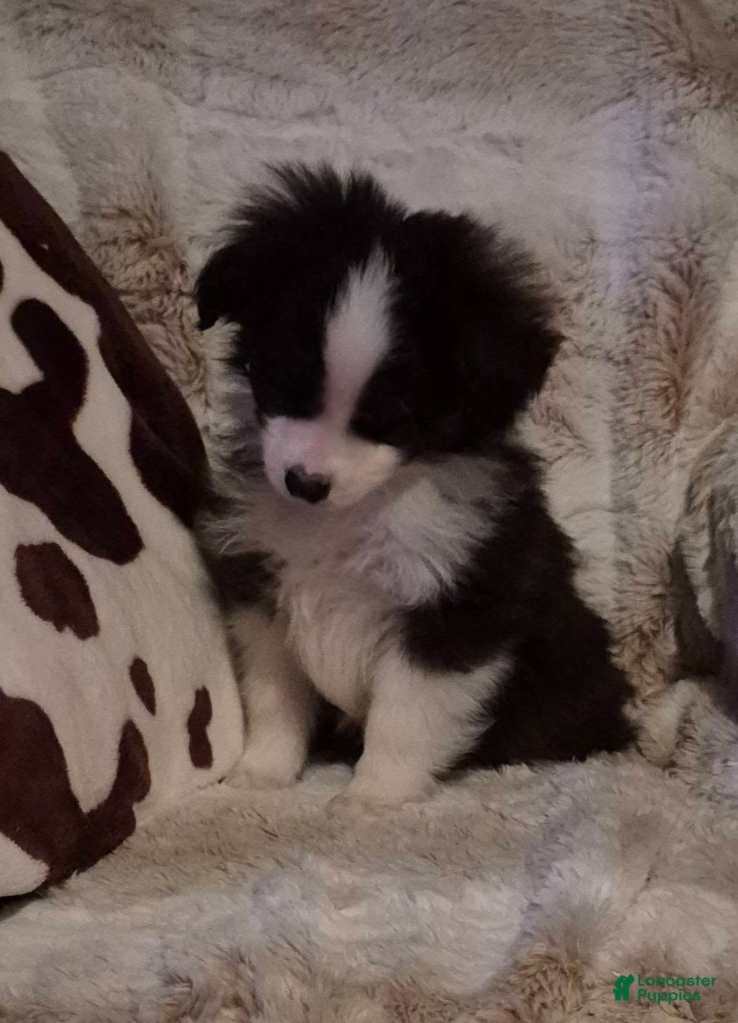 Toy Australian Shepherd dogs Toy Australian Shepherd Puppy 1 - Ad 8