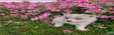 Pomsky 7 Shadow