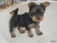 Yorkshire Terrier dogs Angel (4 1/2 lbs) B & T - Ad 6