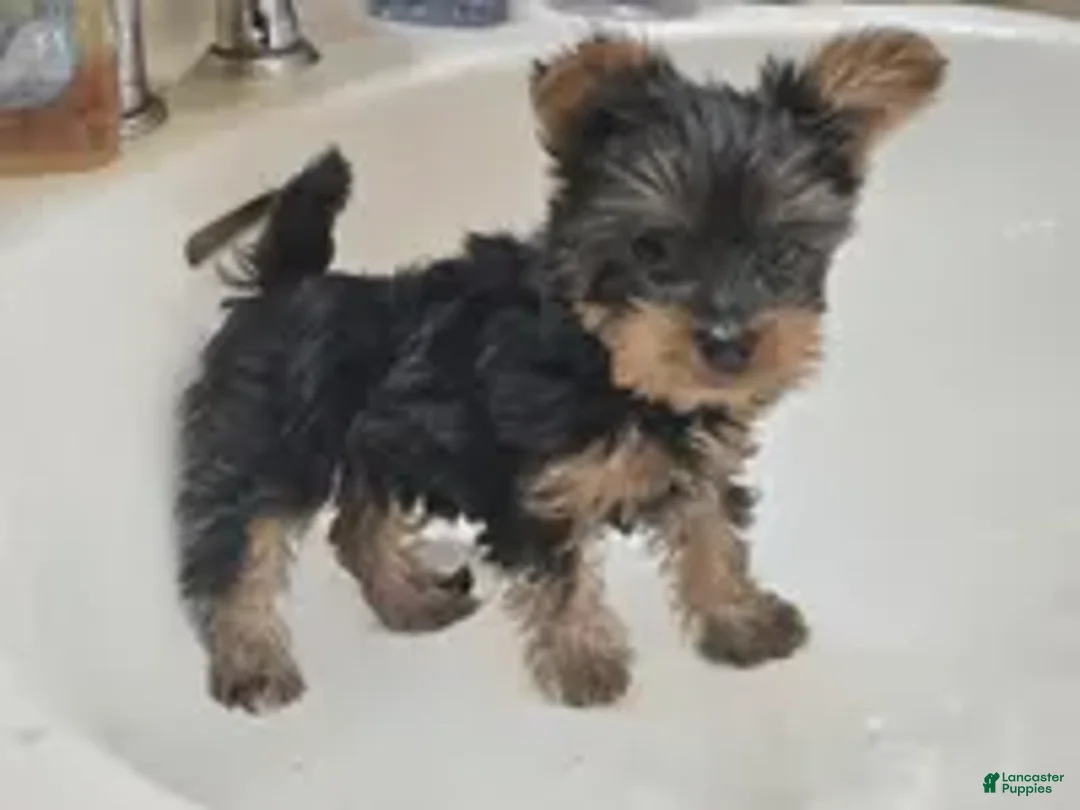 Yorkshire Terrier dogs for sale: Angel (4 1/2 lbs) B & T - Ad 1