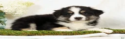 Miniature Australian Shepherd dogs for sale: Lucy - Ad 3