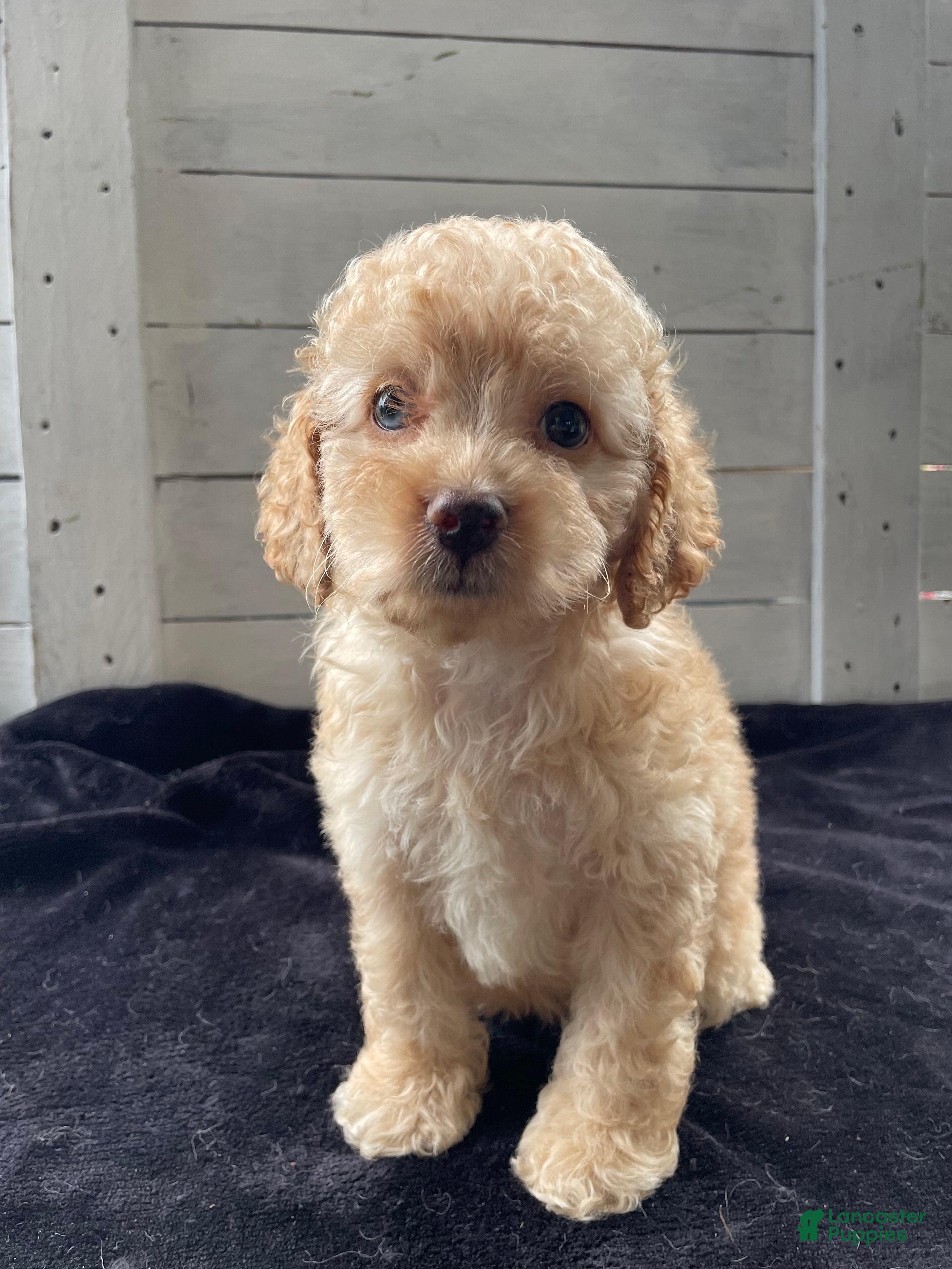Cockapoo dogs Sweetie  - Ad 1