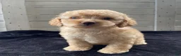 Cockapoo dogs for sale: Sweetie  - Ad 1