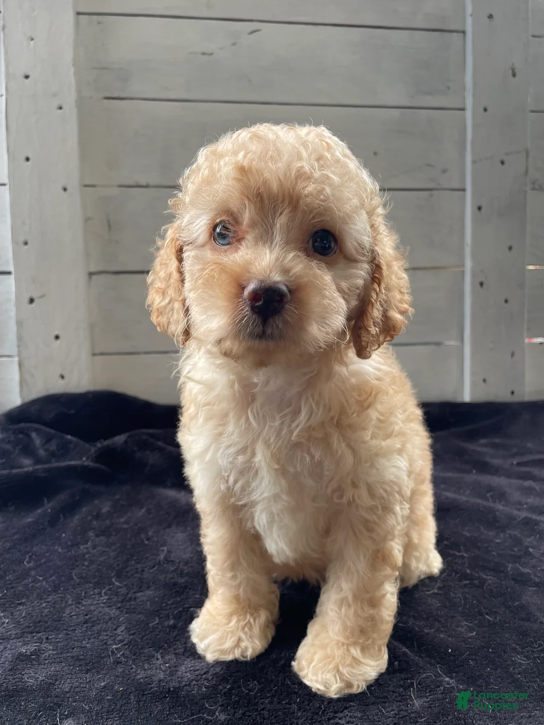 Cockapoo dogs for sale: Sweetie  - Ad 1