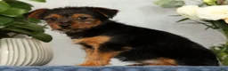 Yorkshire Terrier dogs for sale: Nova - Ad 8