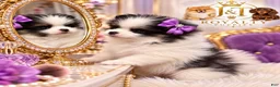 Pomeranian dogs for sale: Trixie - Ad 3