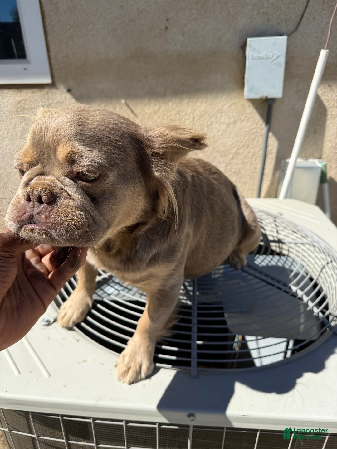 French Bulldog dogs for sale: Isabella frenchie  - Ad 1