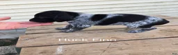 German Shorthaired Pointer dogs for sale: Huck Finn  - Ad 2