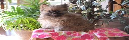 Pomeranian dogs for sale: Tiny - Ad 3