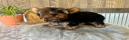 Yorkshire Terrier dogs for sale: Molly - Ad 6