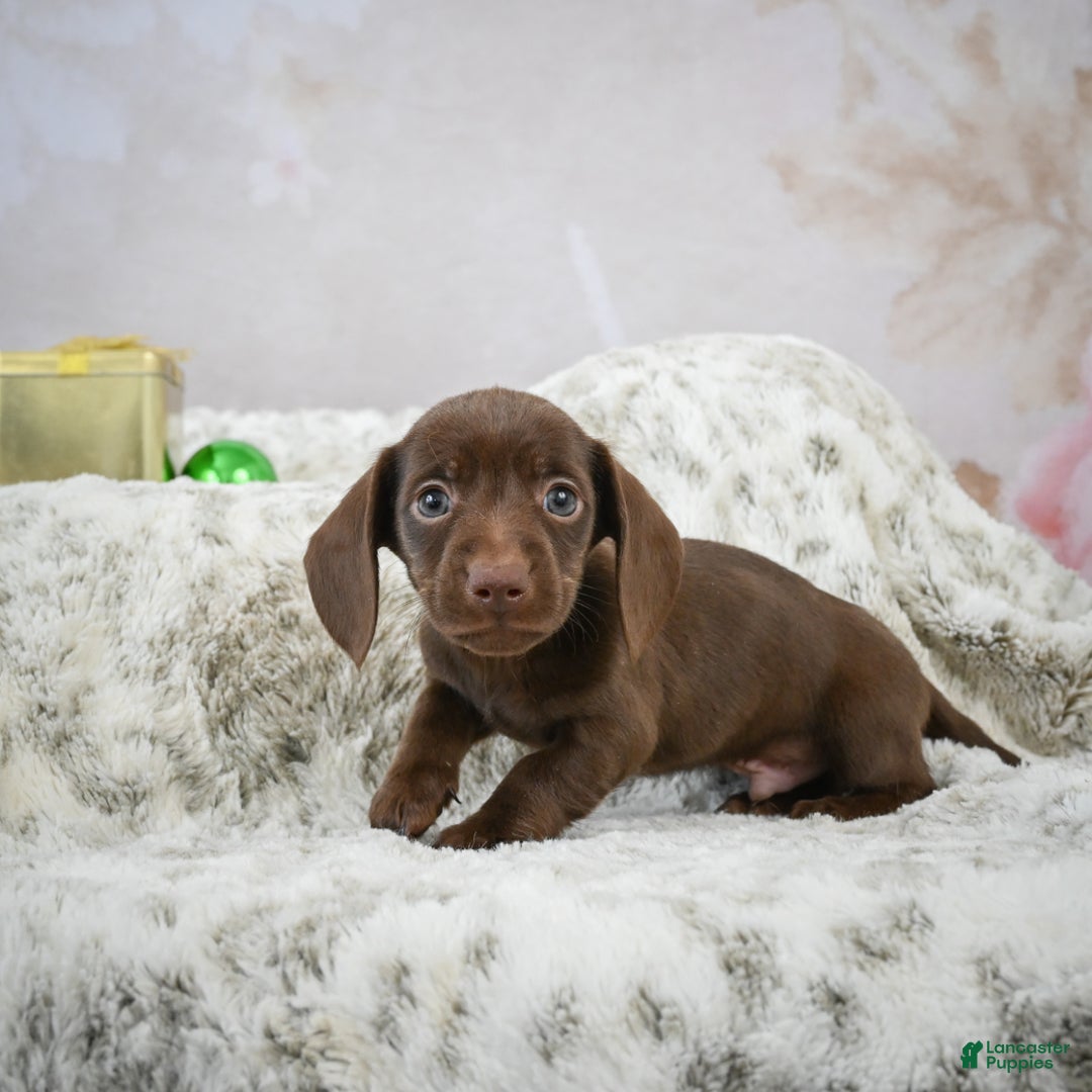 Miniature Dachshund dogs for sale: Rudolph  - Ad 4