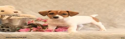 Jack Russell Terrier dogs for sale: Ruby - Ad 2