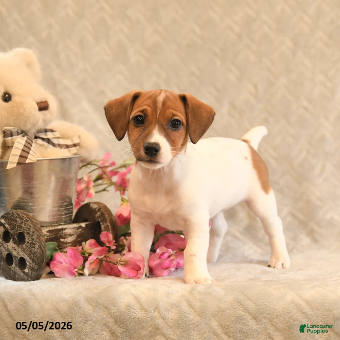Jack Russell Terrier dogs for sale: Ruby - Ad 2