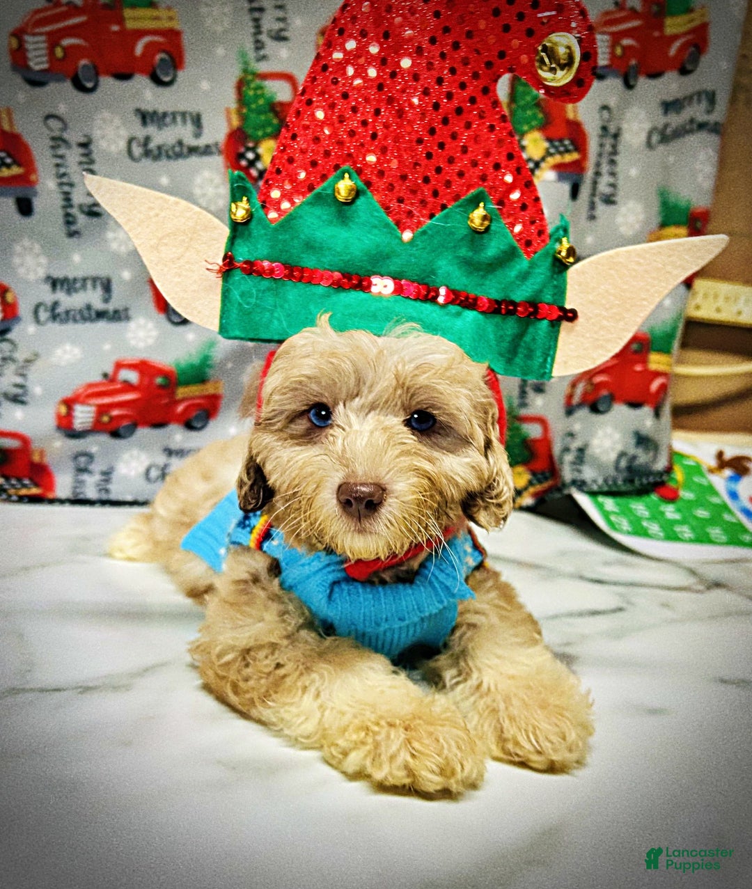 Havapoo dogs for sale: Willow - Ad 4